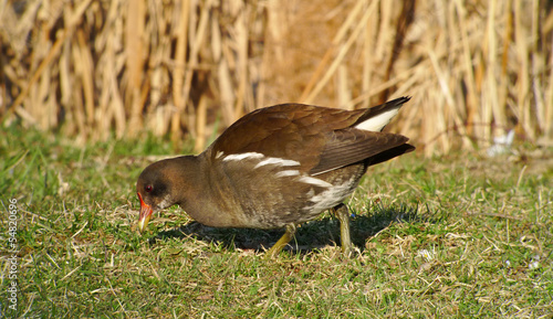 oiseau de profil photo