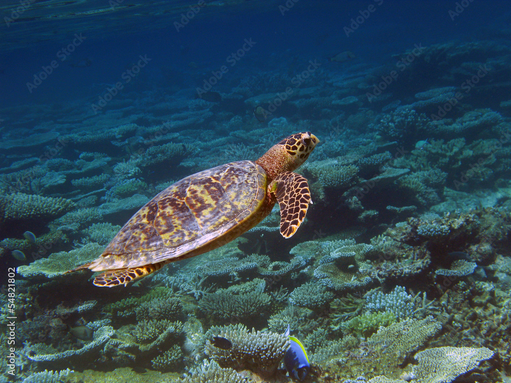 Obraz premium Tartaruga marina