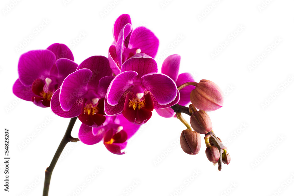 Orchid. Orchid.