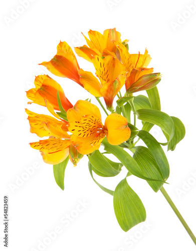 Fototapeta Naklejka Na Ścianę i Meble -  Alstroemeria flowers isolated on white