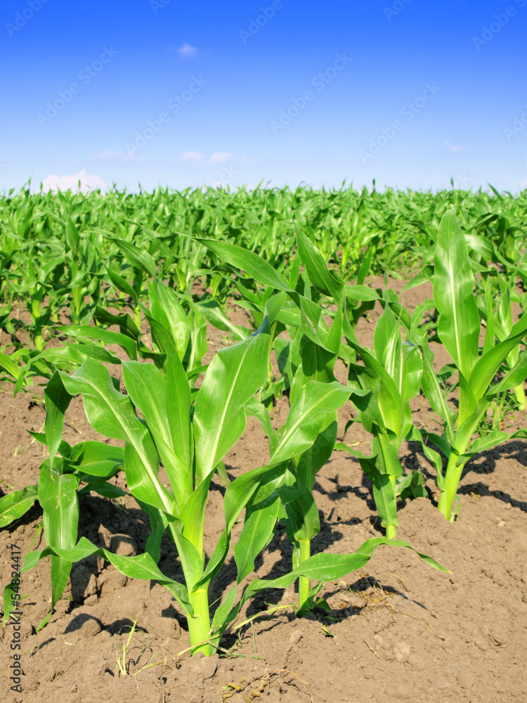 Naklejka premium Young corn field
