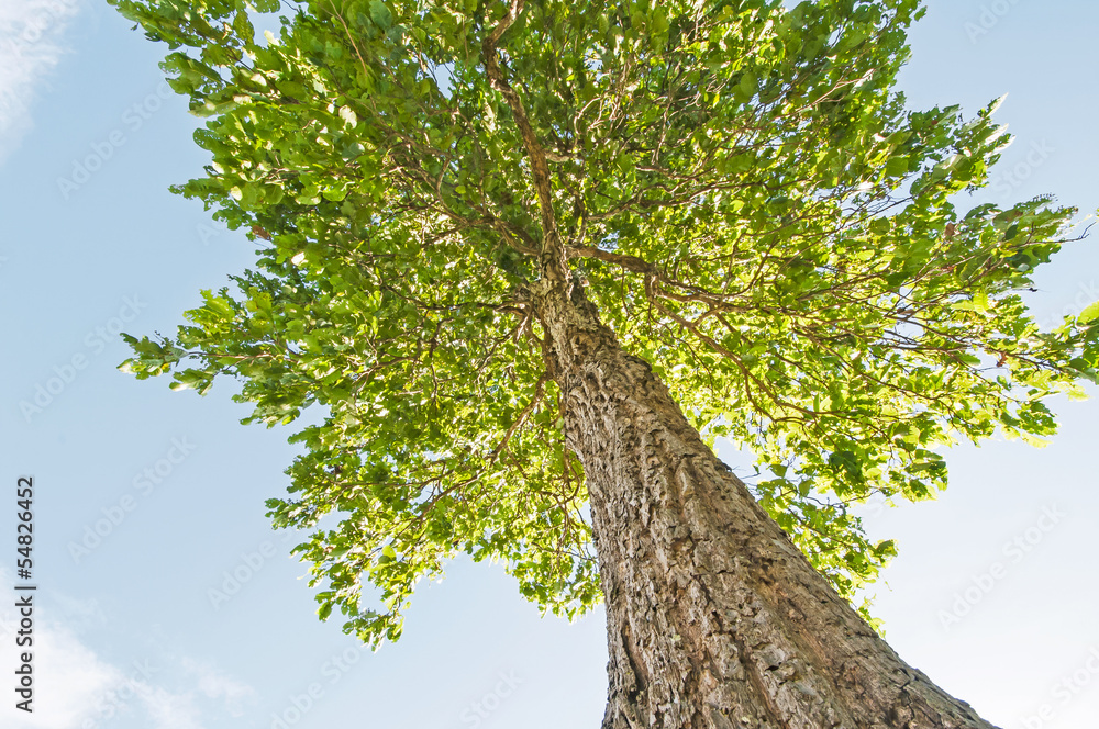 Fototapeta premium Tree in blue sky taken from low angle