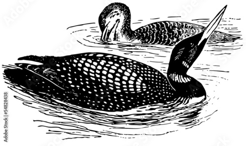 Bird Great Northern Loon photo