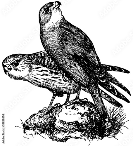 Bird Lesser Kestrel