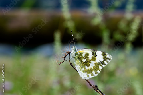 Farfalla sul ramo photo