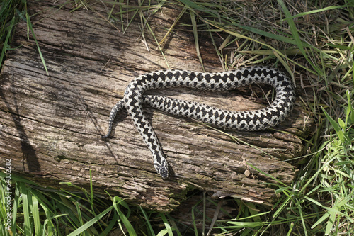 Adder, Vipera berus