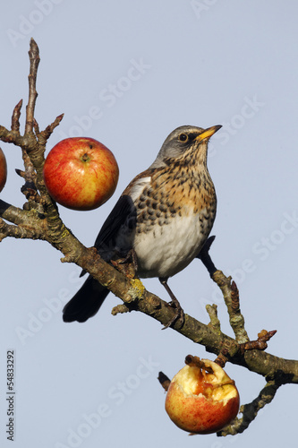 Canvas Print Fieldfare, Turdus pilaris