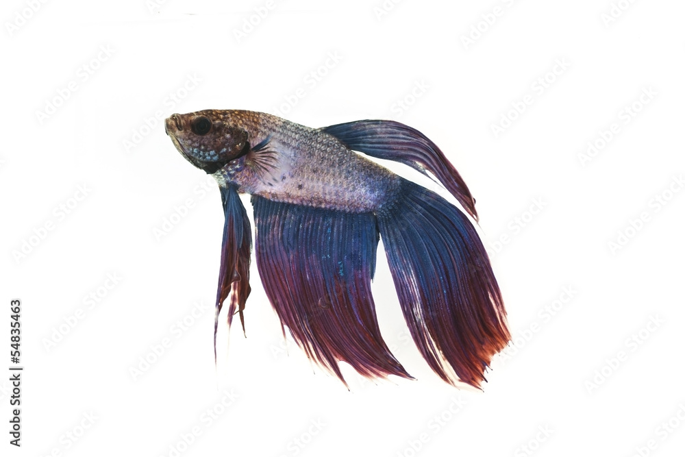 Siamese fighting fish isolated on white background.