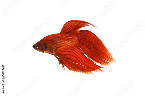 Siamese fighting fish isolated on white background.