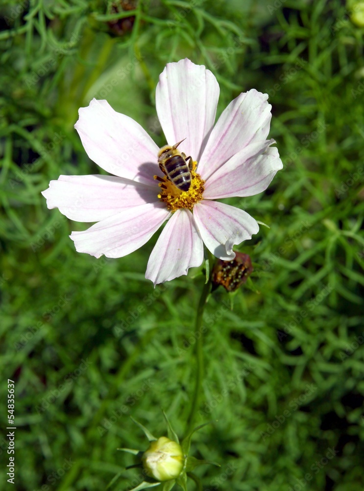 pink flower of cosmos and bee insect pink flower of cosmos and bee insect