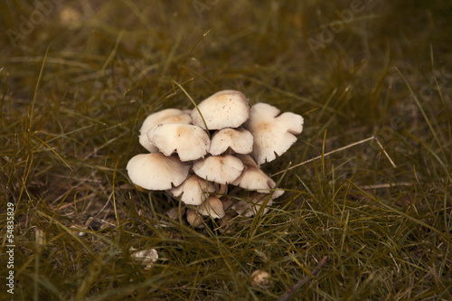 a bunch of mushrooms