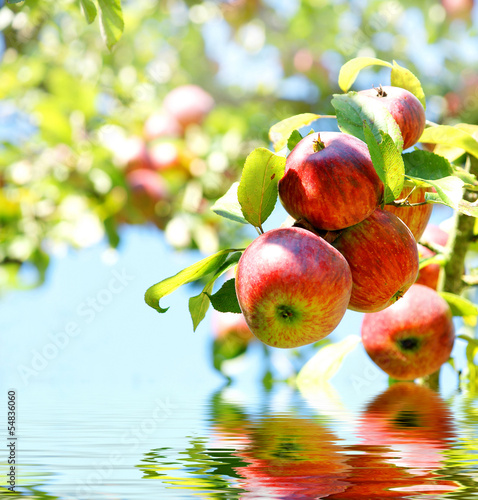 rote Äpfel mit Spiegelung, flood, copy space photo