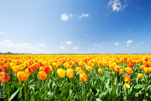 Field with yellow and red tulips in Holland