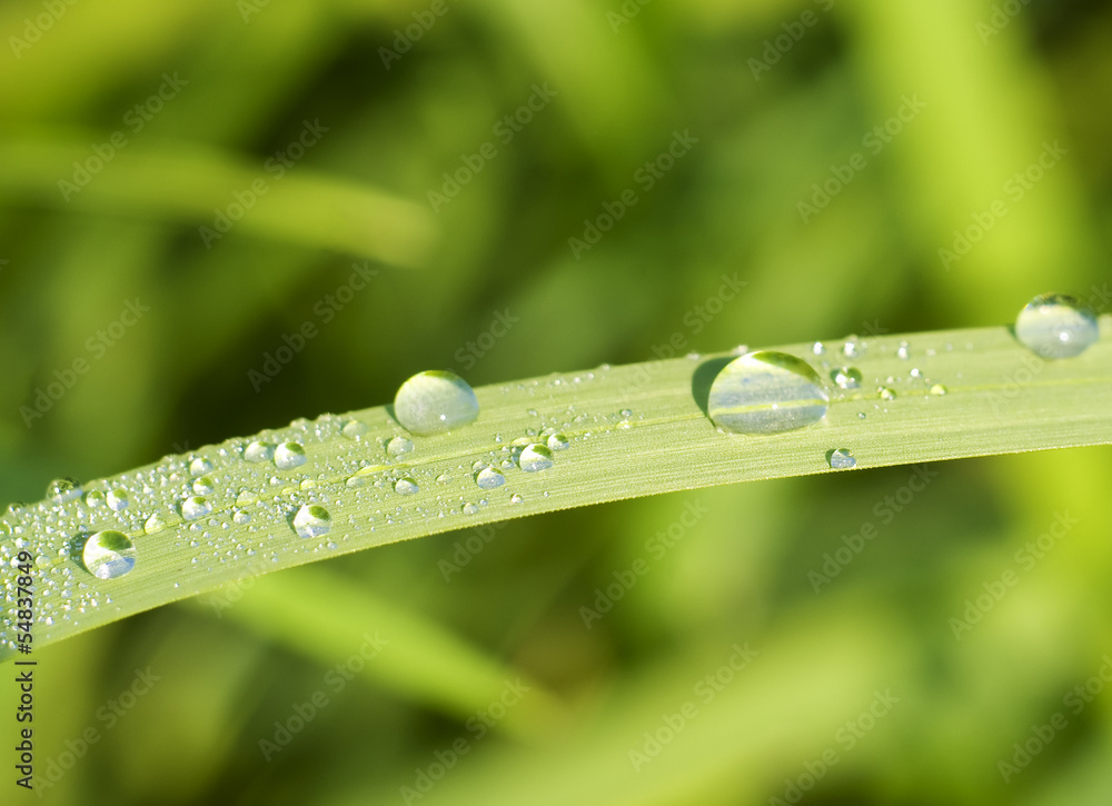rain drops rain drops