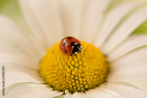 Marienkäfer auf einer Blume