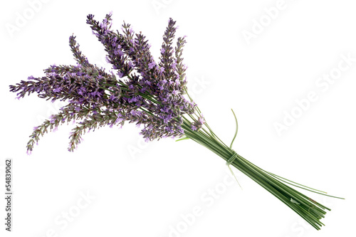 Lavendel