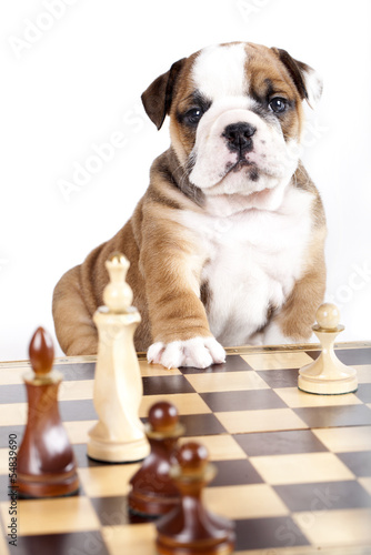 bulldog puppy playing chess © liliya kulianionak