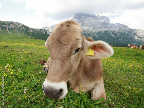 mucca al pascolo a Prato Piazza - Val Pusteria