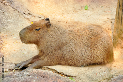 capybara photo