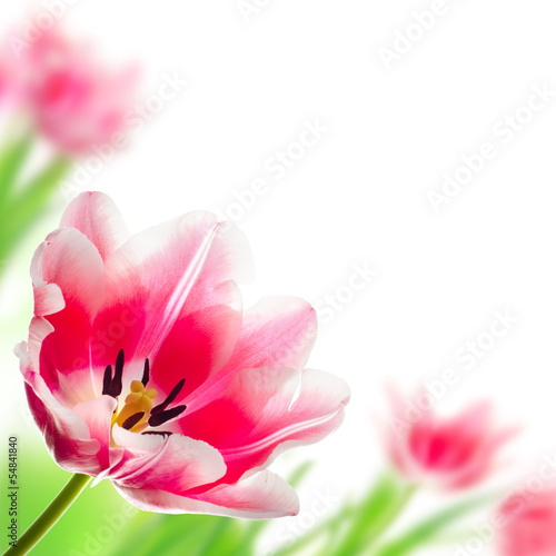 Fototapeta Naklejka Na Ścianę i Meble -  beauty flowers isolated on white