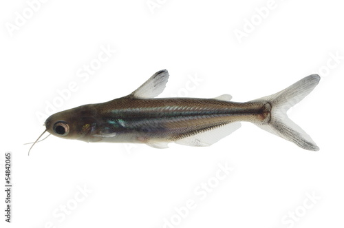 tropical fish pangasius hypophthalmus