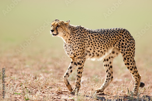 Obraz na płótnie Cheetah