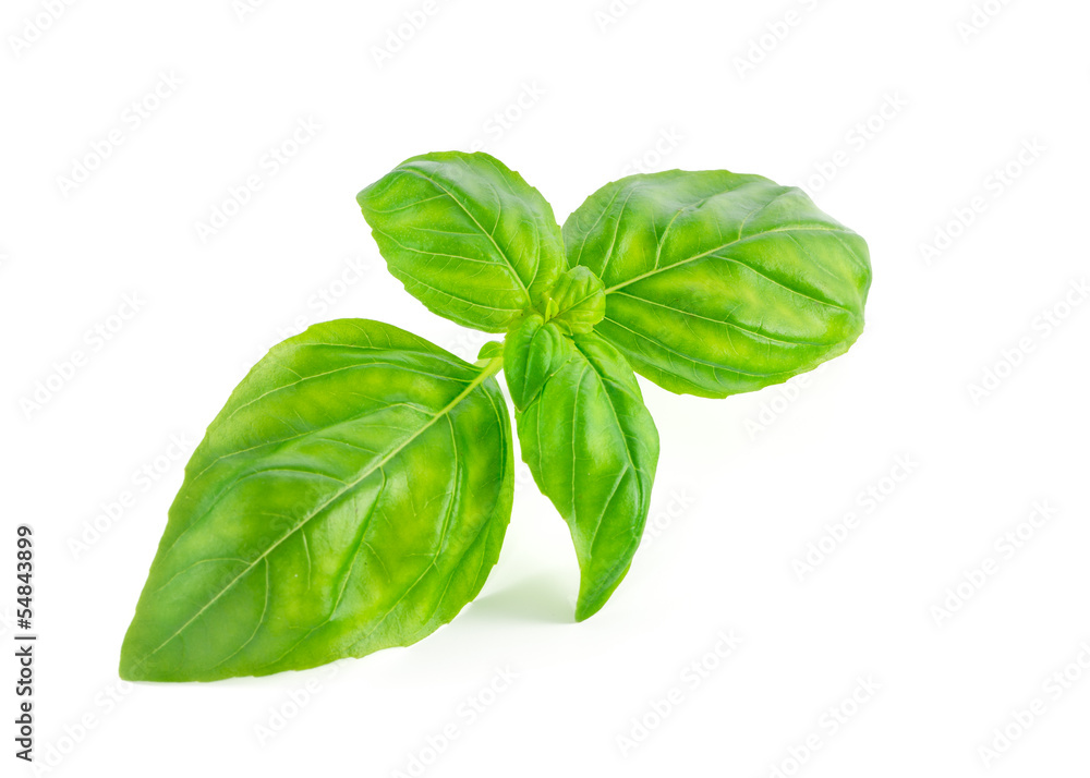 Fresh basil leaves isolated on white background Fresh basil leaves isolated on white background