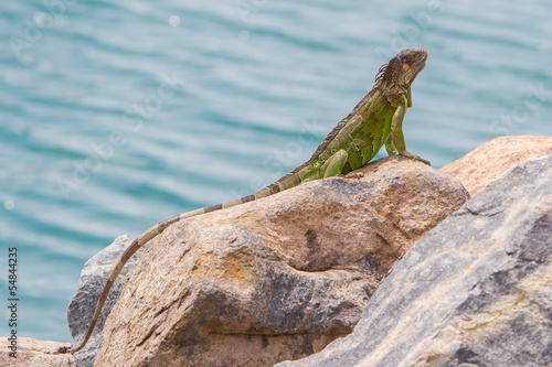 Green Iguana (Iguana iguana) sitting on rocks