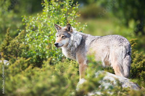 Wolf in nature