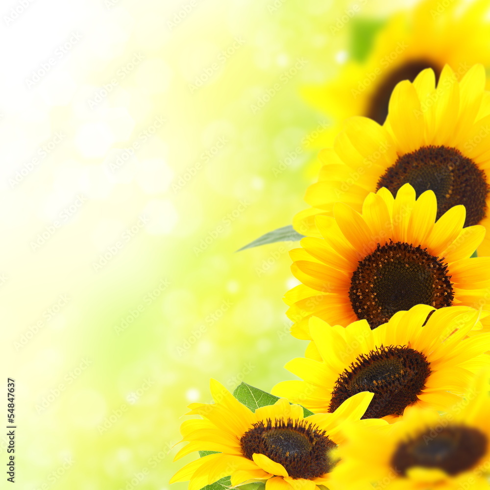 Obraz premium Yellow sunflowers.