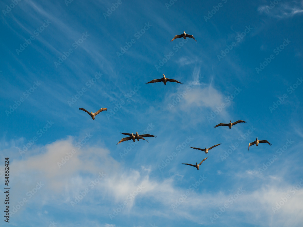 A Flock of Pelicans in Flight Over the Ocean