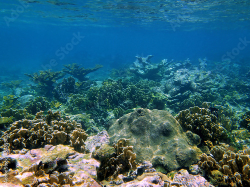 Coral in the caribbean sea