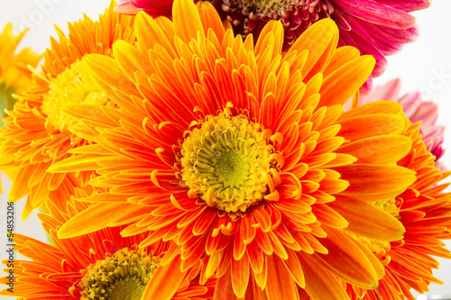 Gerbera Flowers close-up