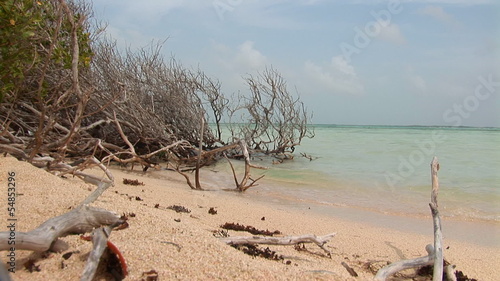 Driftwood on beach photo