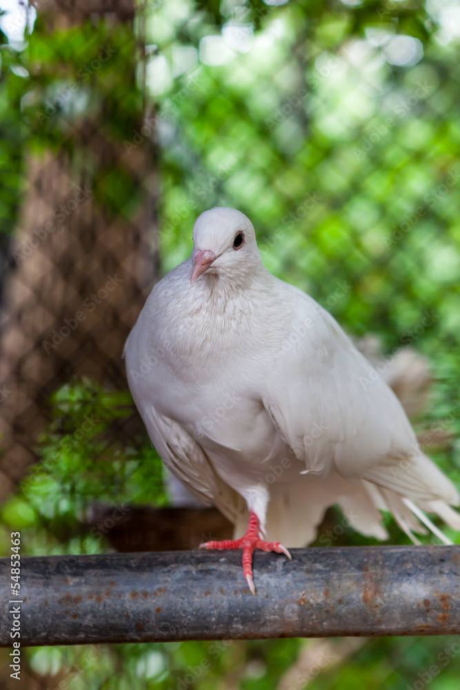 Obraz premium Pure white pigeon