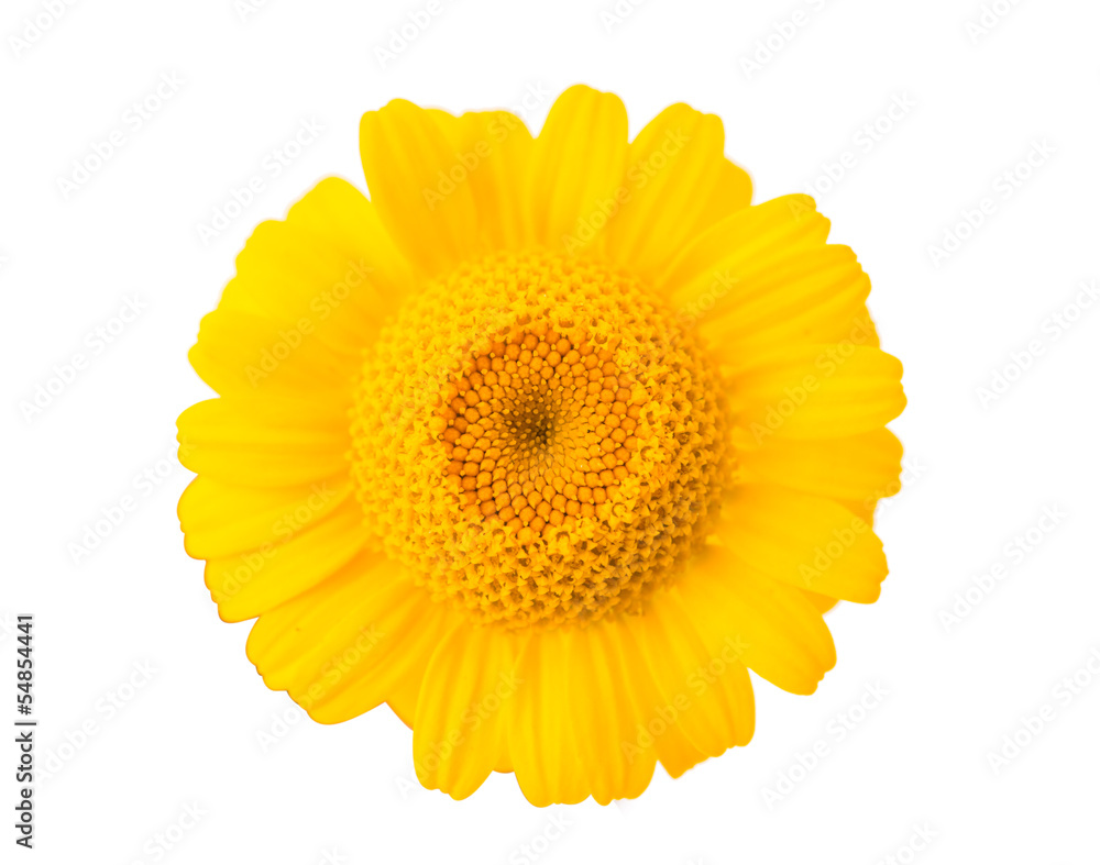 yellow flower