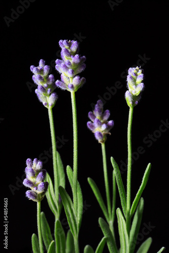 Fototapeta Naklejka Na Ścianę i Meble -  Lavender Flowers  on a black background