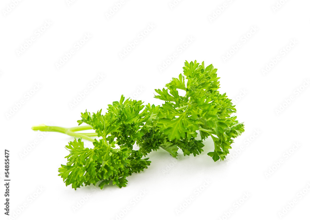 parsley isolated parsley isolated
