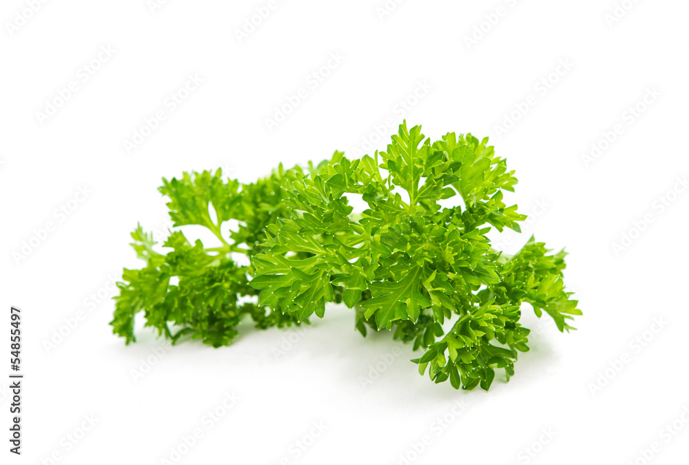 parsley isolated parsley isolated