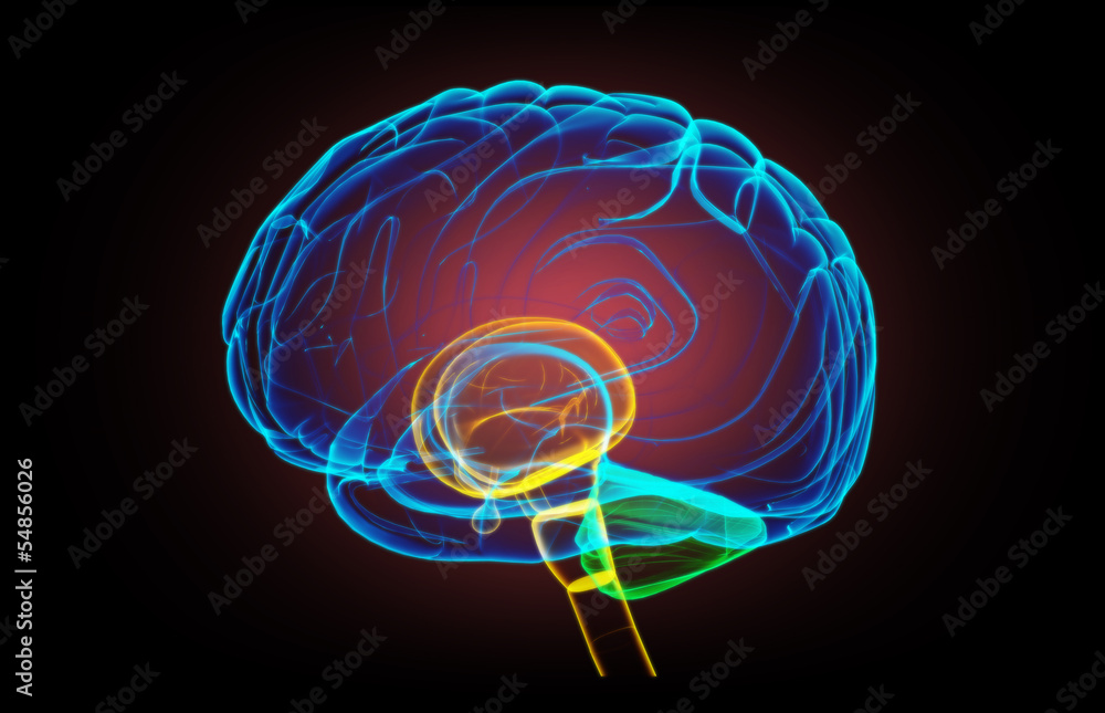 human brain human brain