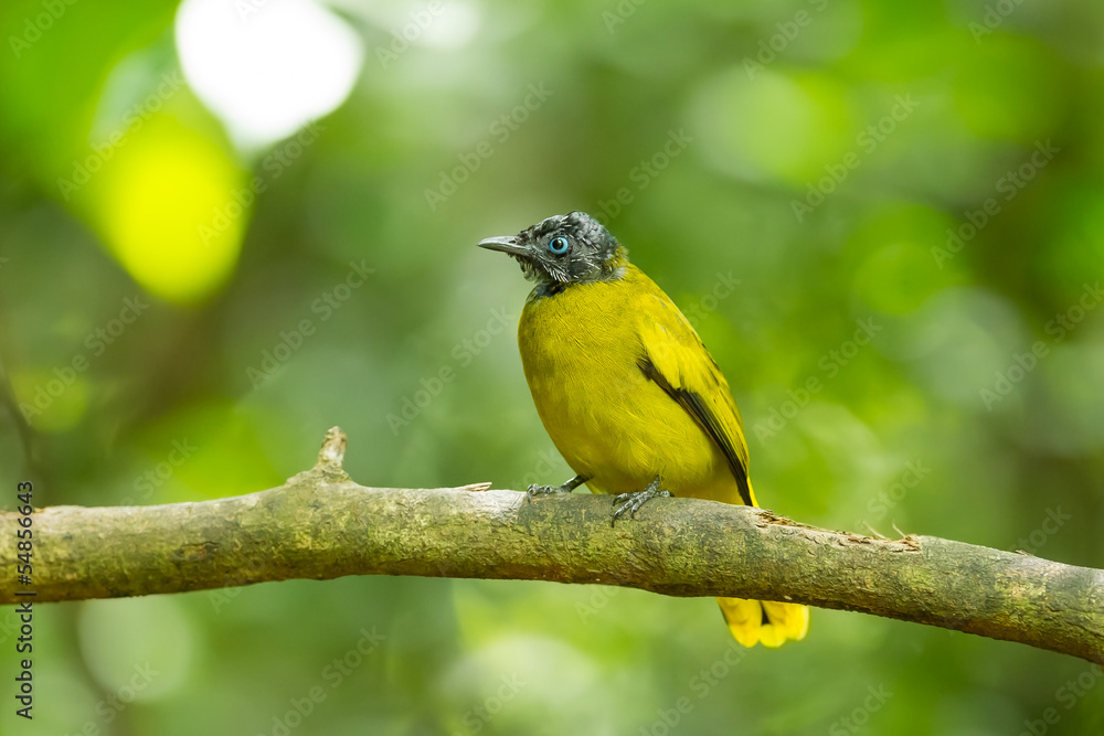 Fototapeta premium Black-headed Bulbul(Pycnonotus atriceps) in nature