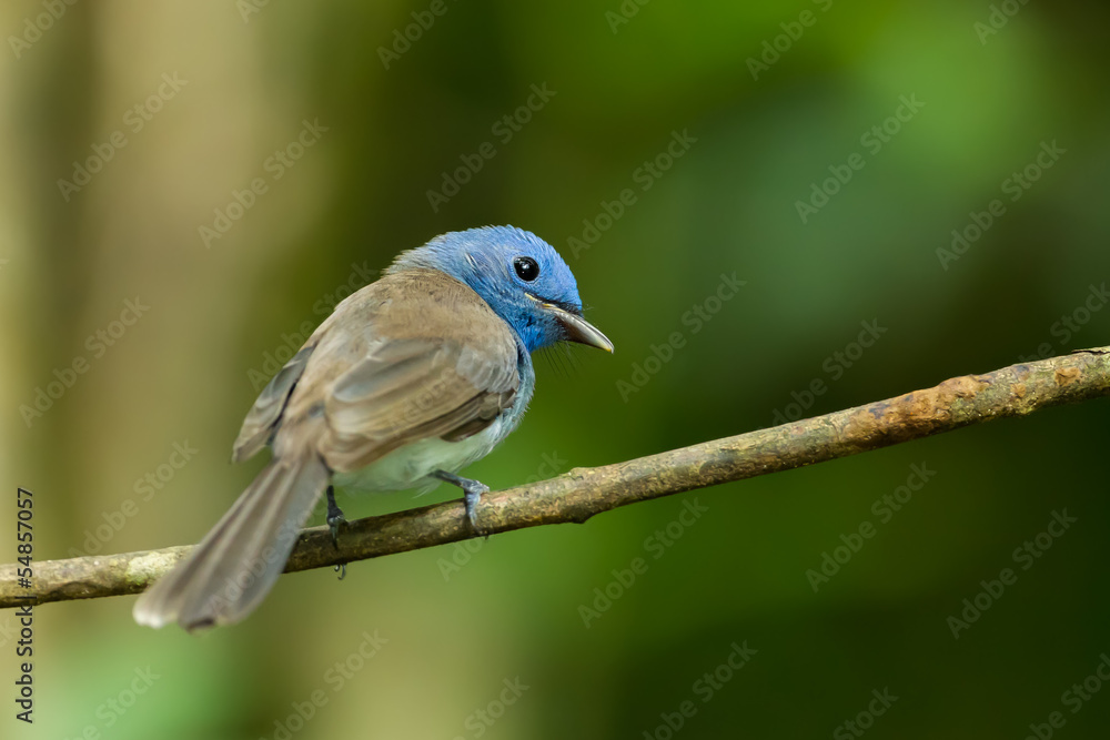 Turn back female Black-naped Monarch