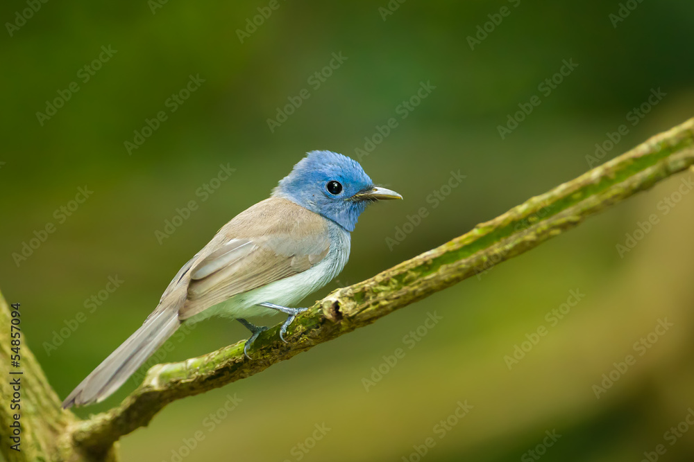 Female Black-naped Monarch (Hypothymis azurea) in nature