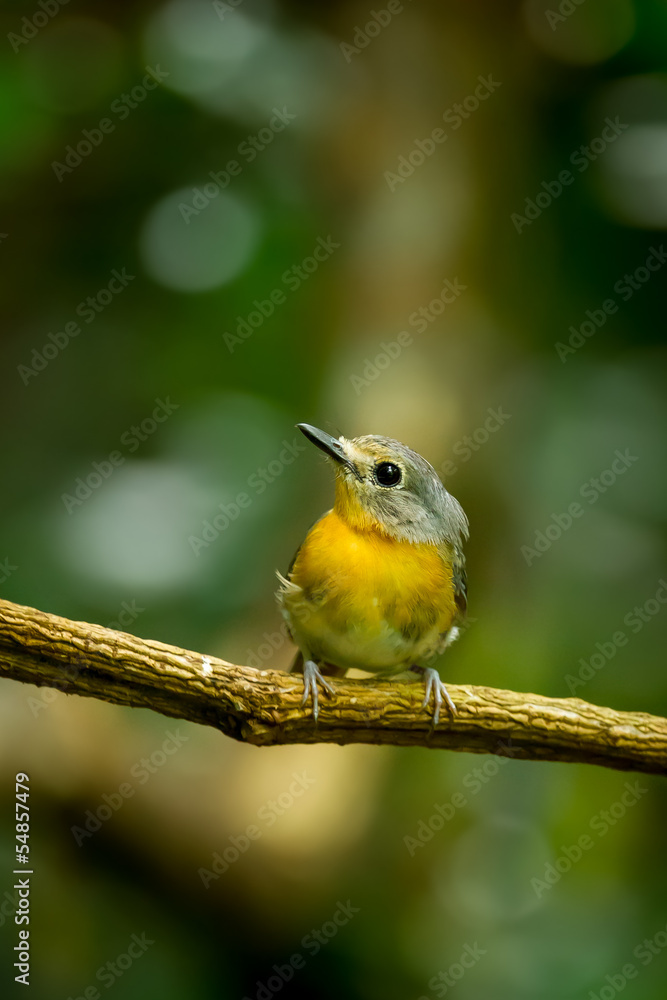 Female Hainan Blue Flycatcher (Cyornis hainanus) on the branch Female Hainan Blue Flycatcher (Cyornis hainanus) on the branch