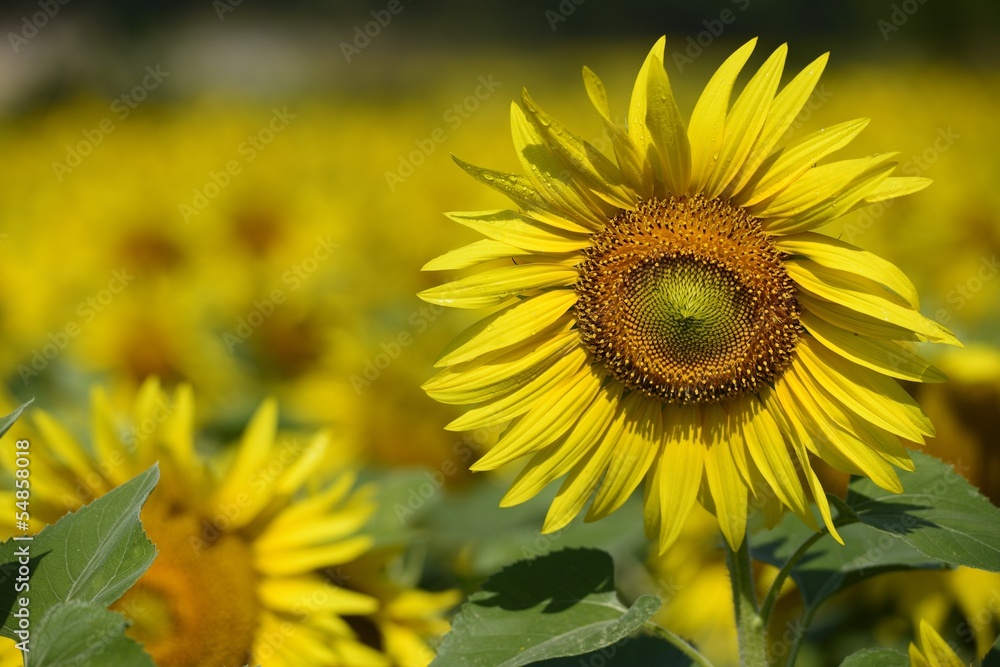 Sunflowers Sunflowers