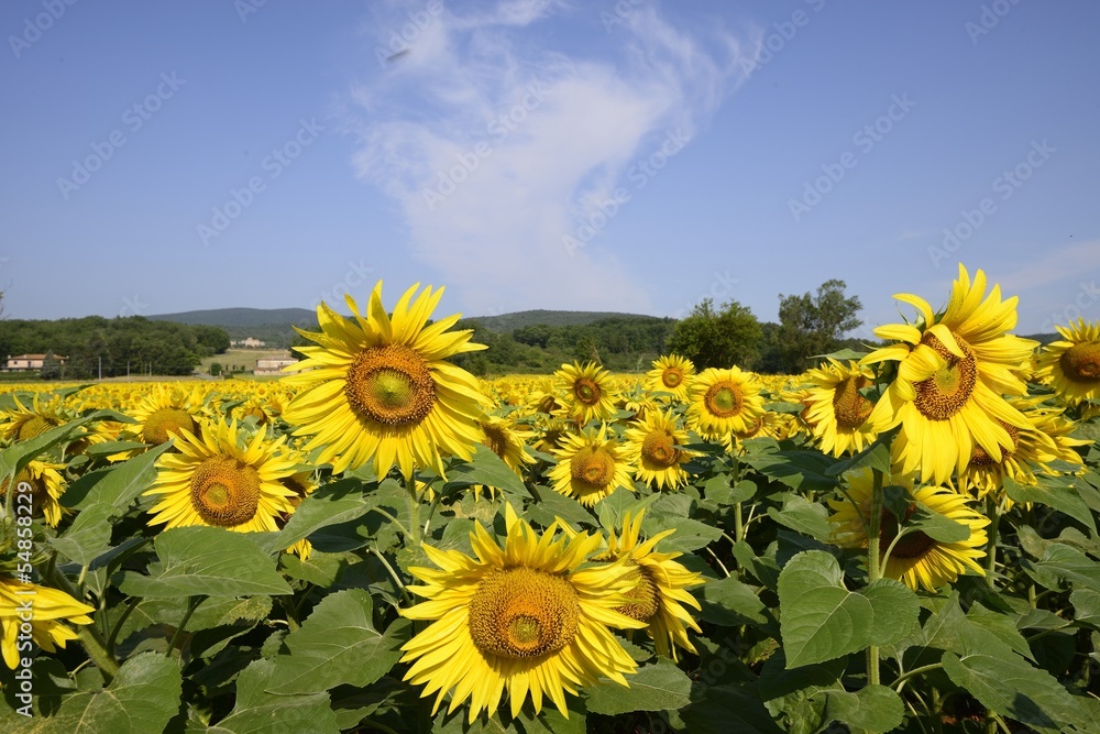 Fototapeta premium Sunflowers