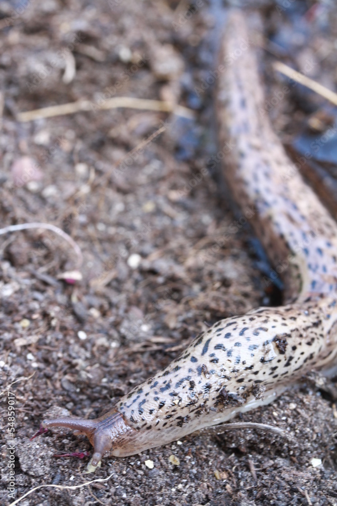 Fototapeta premium escargot sans coquille 1