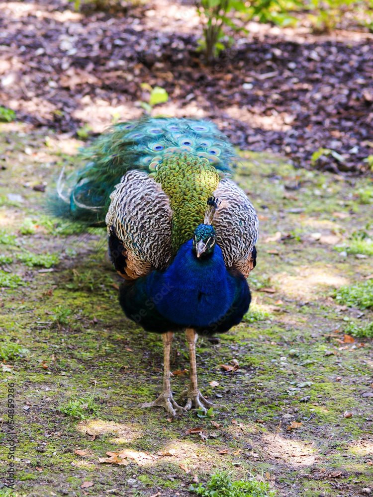 Fototapeta premium Peafowl