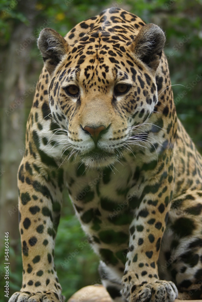 Fototapeta premium Jaguar - Panthera onca