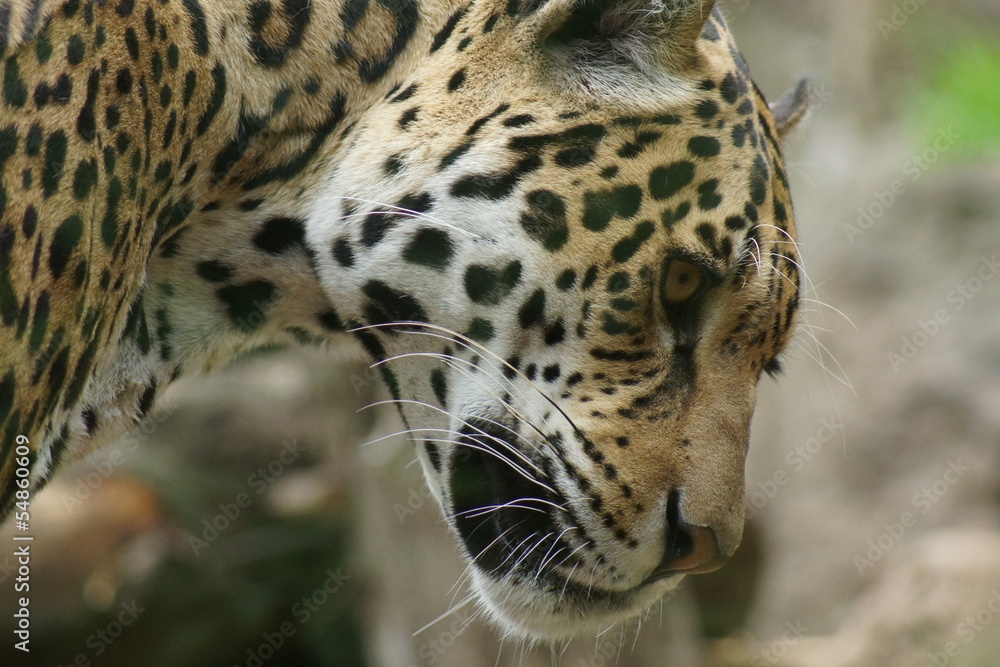 Fototapeta premium Jaguar - Panthera onca